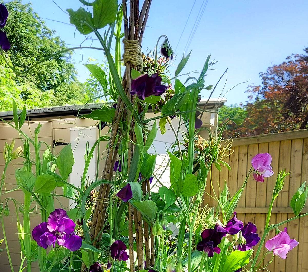 supports to grow sweet pea plants – Talking of Plants
