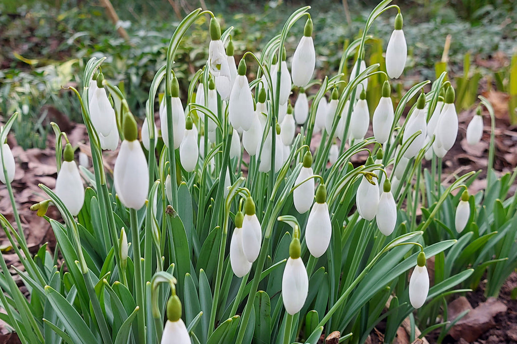 green and white snowdrops in a clump