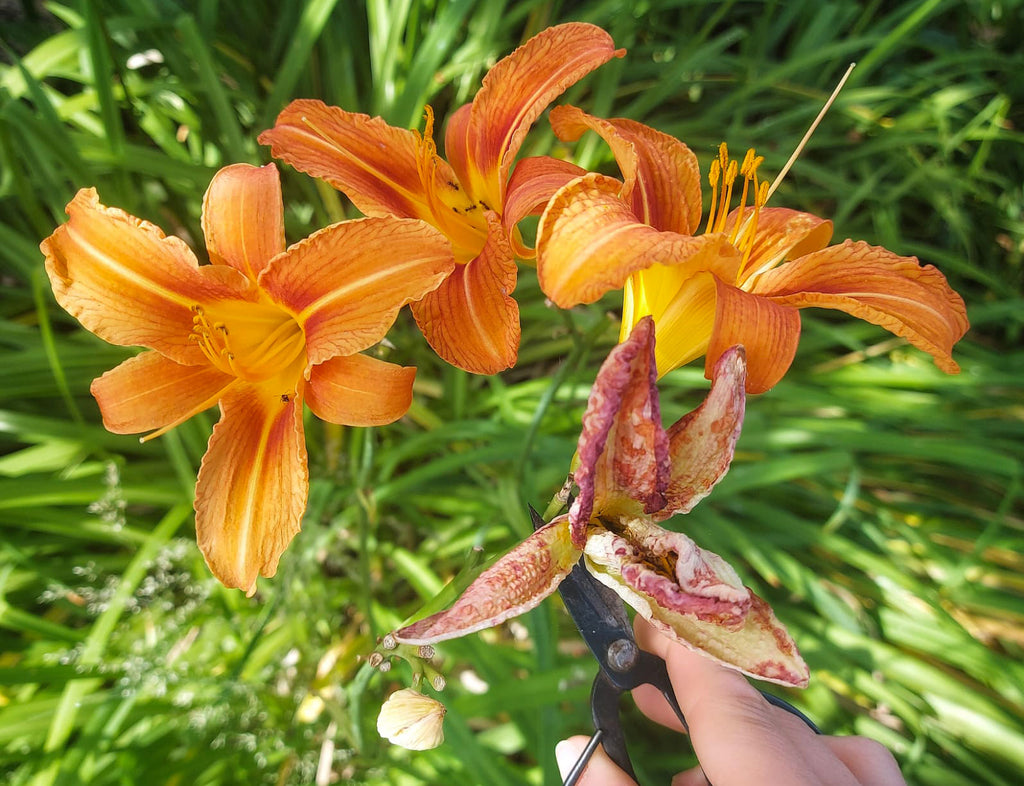 orange day lilies being deadheaded with scissors and hand