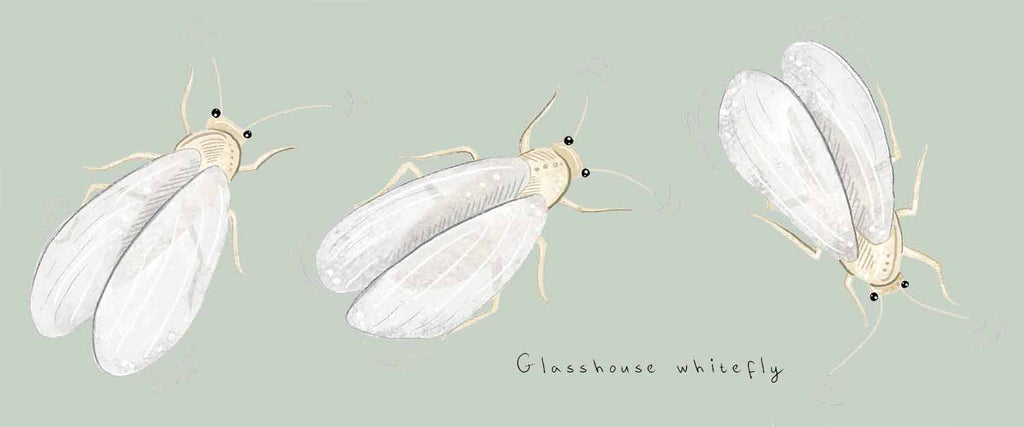 Glasshouse whitefly adult flies illustration