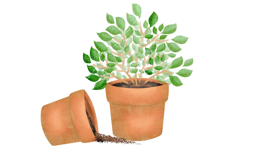 illustration of two plant pots with spilt soil and a green plant