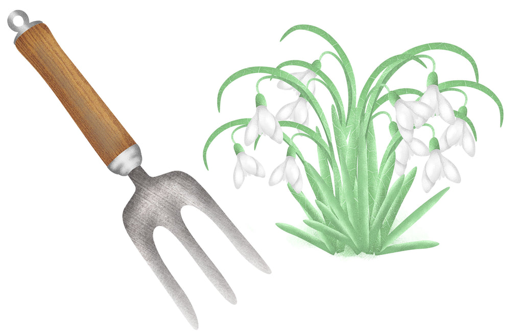 Illustration of a garden hand fork and a clump of snowdrops