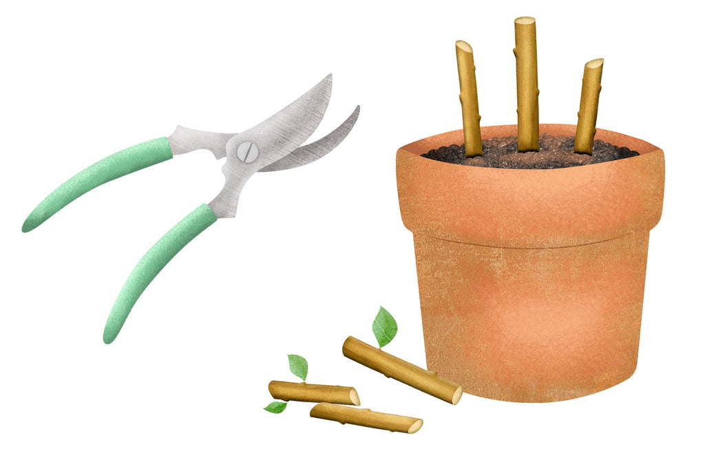 illustration of secateurs and a terracotta pot with stems to demonstrate taking hardwood cuttings