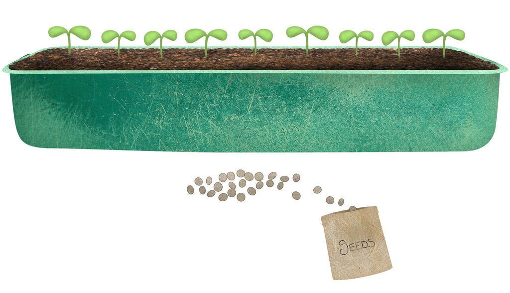 drawing of a green seed tray with seed packet and loose seeds
