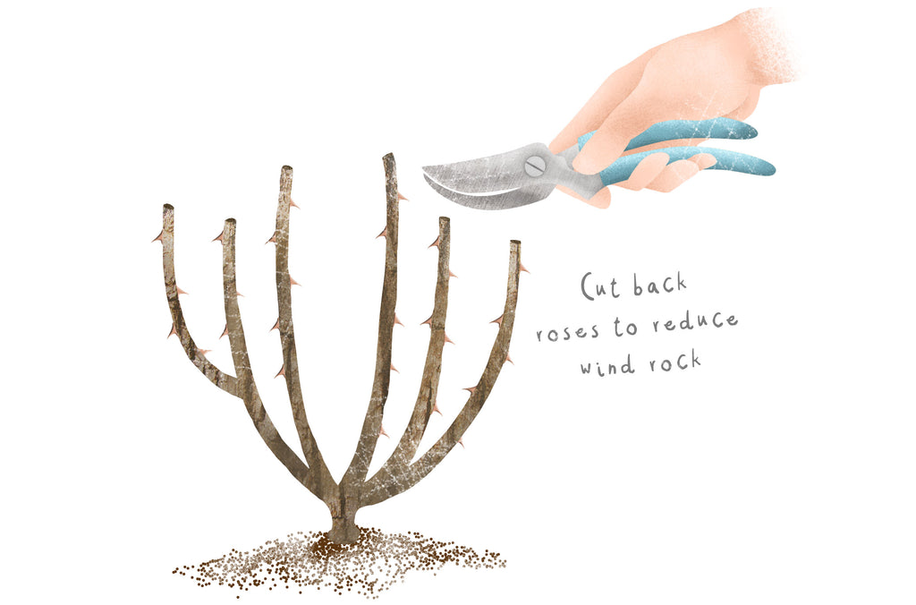 drawing of pruned rose bush and hand with secateurs