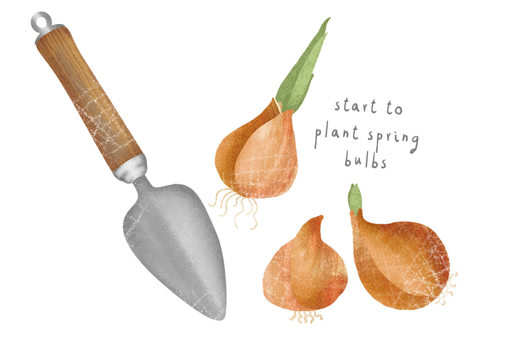 Illustration of a garden trowel hand tool and three spring bulbs