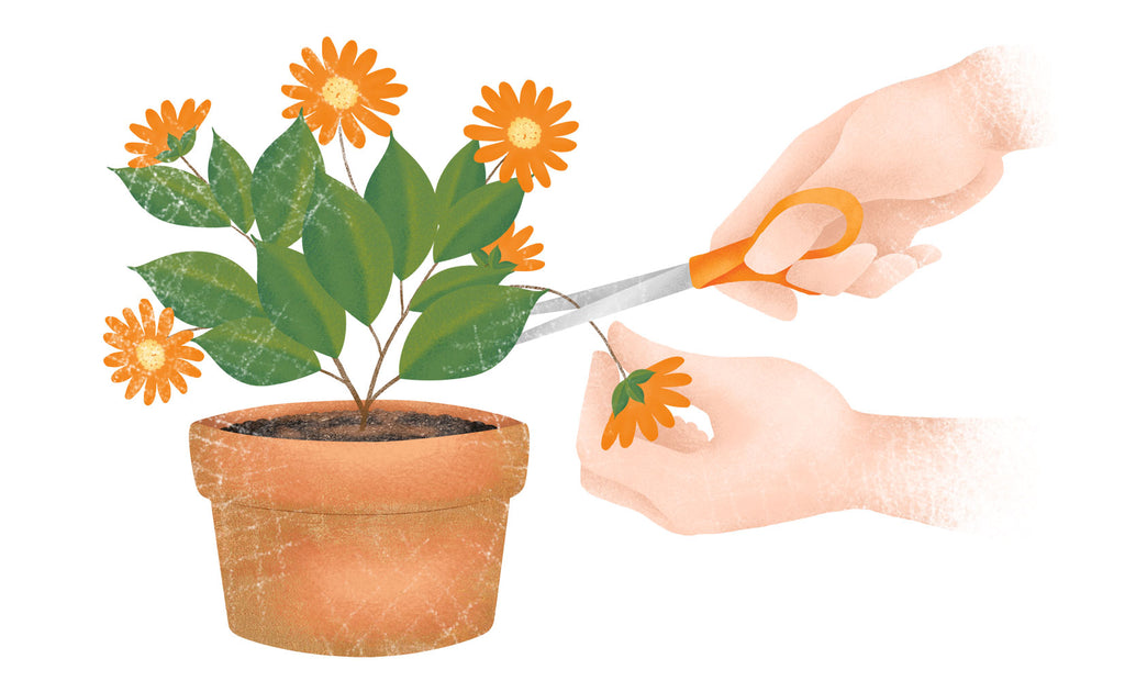 illustration of flowers being deadheaded by hands with scissors