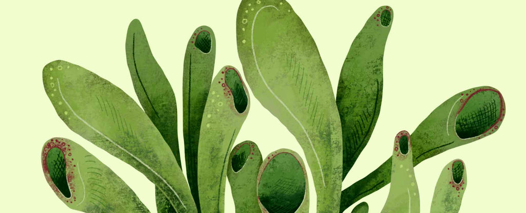 Drawing of a Crassula ovata Gollum jade plant on a green background