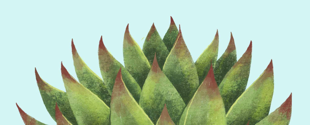 Green houseleek sempervivum succulent illustration closeup