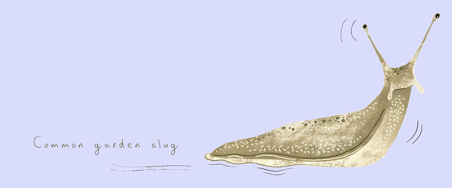 slug drawing