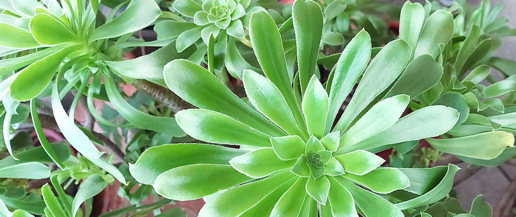 close-up photo of a glossy green leaves of an aeonium arboreum plant