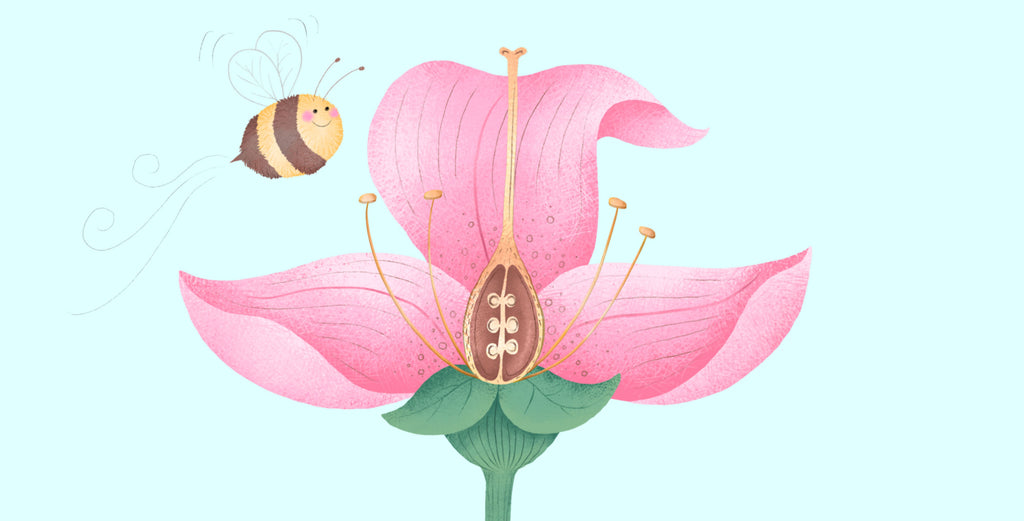 illustration of a pink flower and bee cross-section to show structure