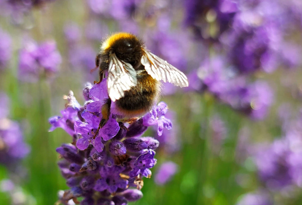 Bumblebee on english lavender