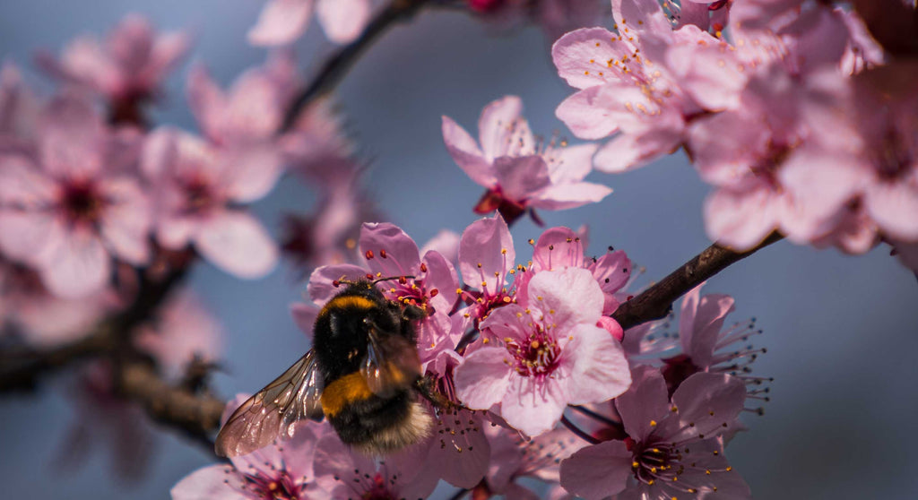 Why bees need trees