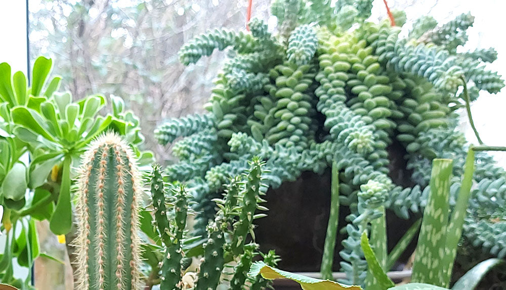 succulents and cacti display in a conservatory