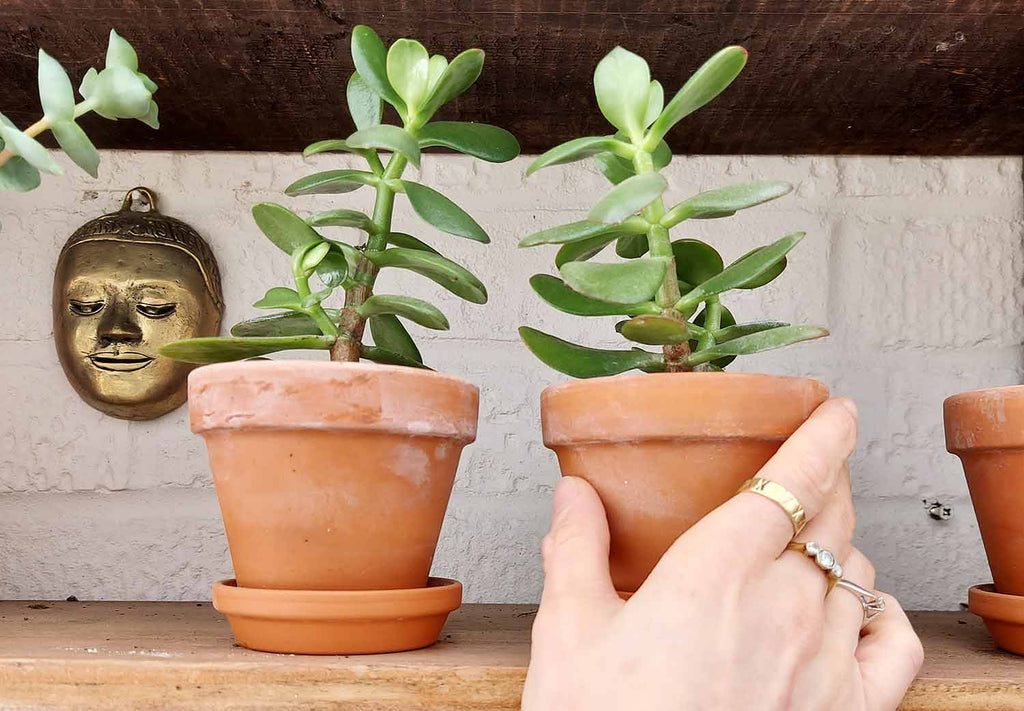 Crassula ovata jade plants in terracotta pots on shelf