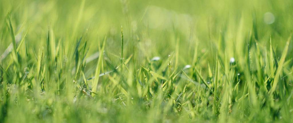 close up image of green grass