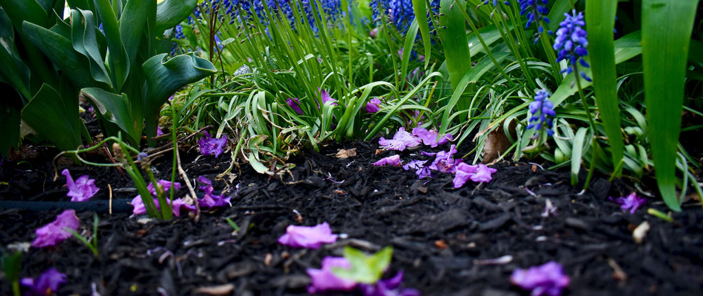 garden soil with spring bulbs and muscari grape hyacinths