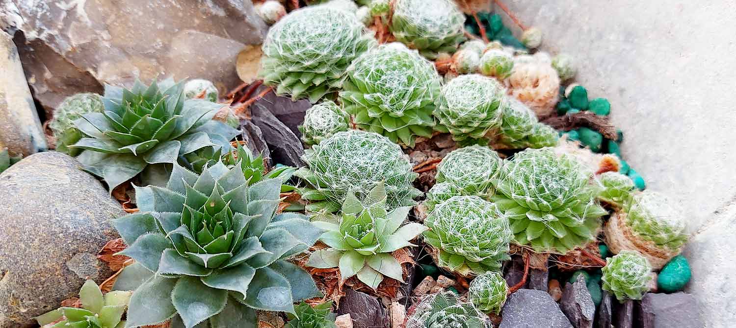 How to plant, grow and after your Sempervivum plants – Talking of Plants