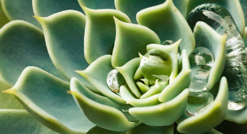 water droplets on a echeveria succulent plant