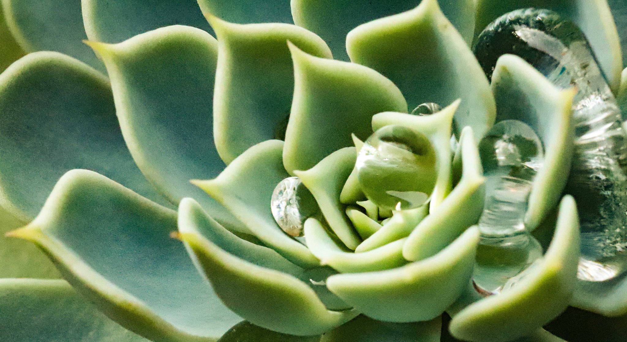A guide to watering succulents  Talking of Plants