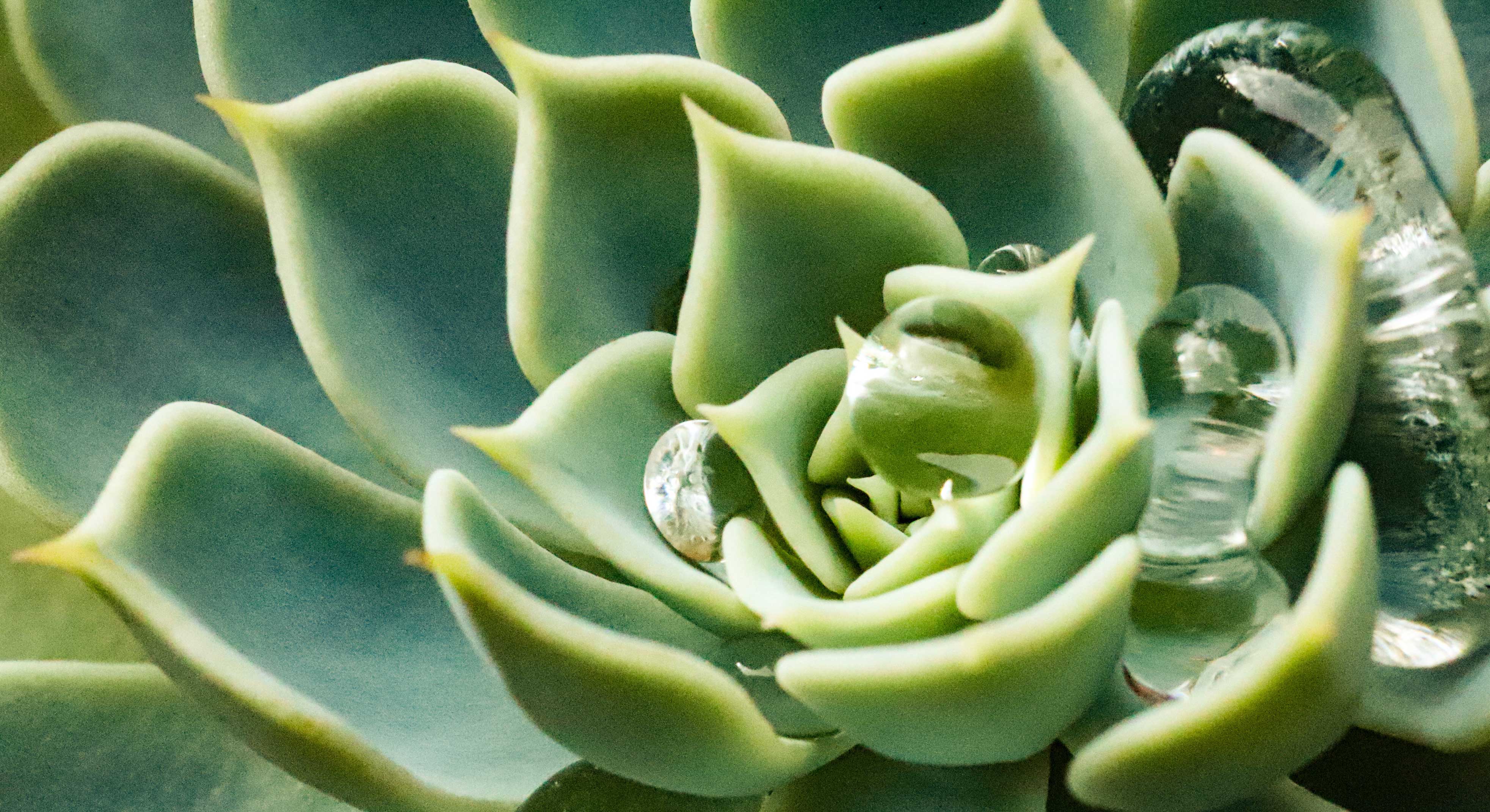 real succulents Succulent Plants, Fully Rooted in Planter Pots with Soil – Eco Trade Company main image 1