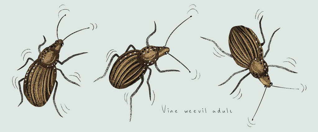 Vine weevil adults brown female beetles