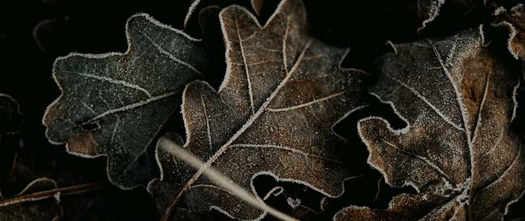 Close-up photo of brown oak leaves with icy edges