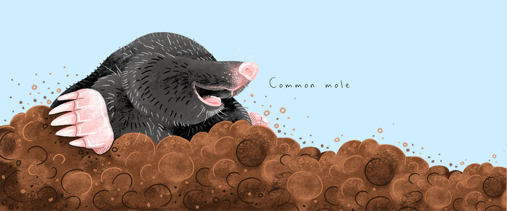 illustration of a black mole coming through a mole hill mound of earth on a blue background