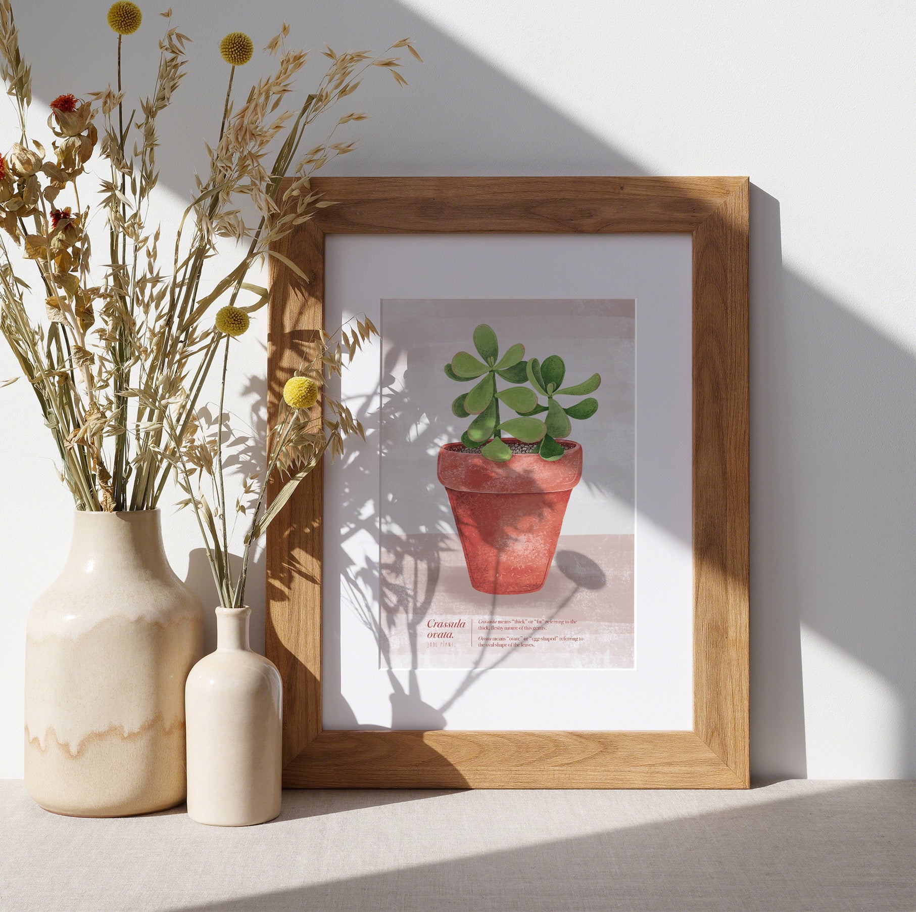 jade plant art Crassula ovata (Jade Plant) Illustrated Print – Talking of Plants