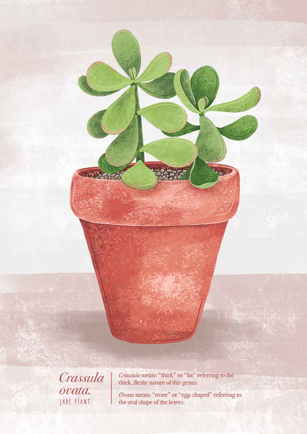 jade plant watercolor Crassula ovata (Jade Plant) Illustrated Print