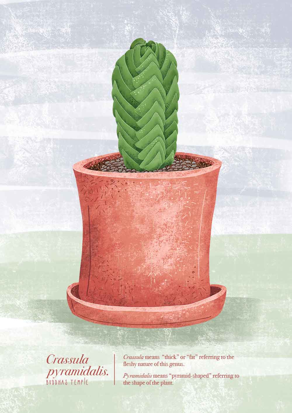 pyramidalis succulent Crassula pyramidalis (Buddha's Temple Plant) Illustrated Print
