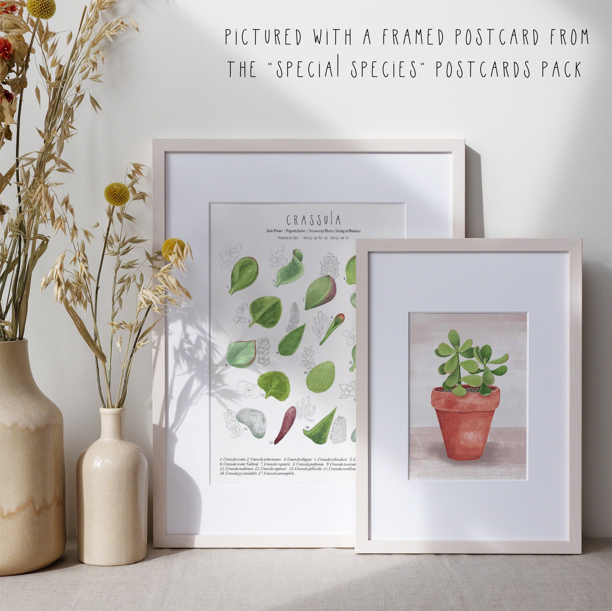 succulent cheat sheet Crassula Plant Identification Cheat Sheet – Talking of Plants