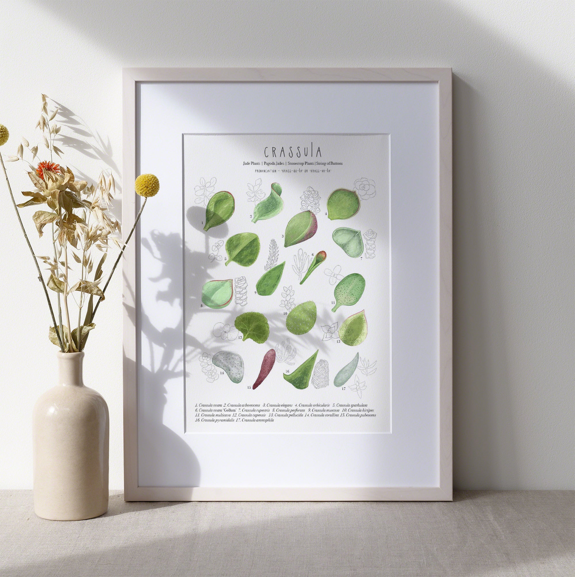jade plant pronunciation Crassula Plant Identification Cheat Sheet
