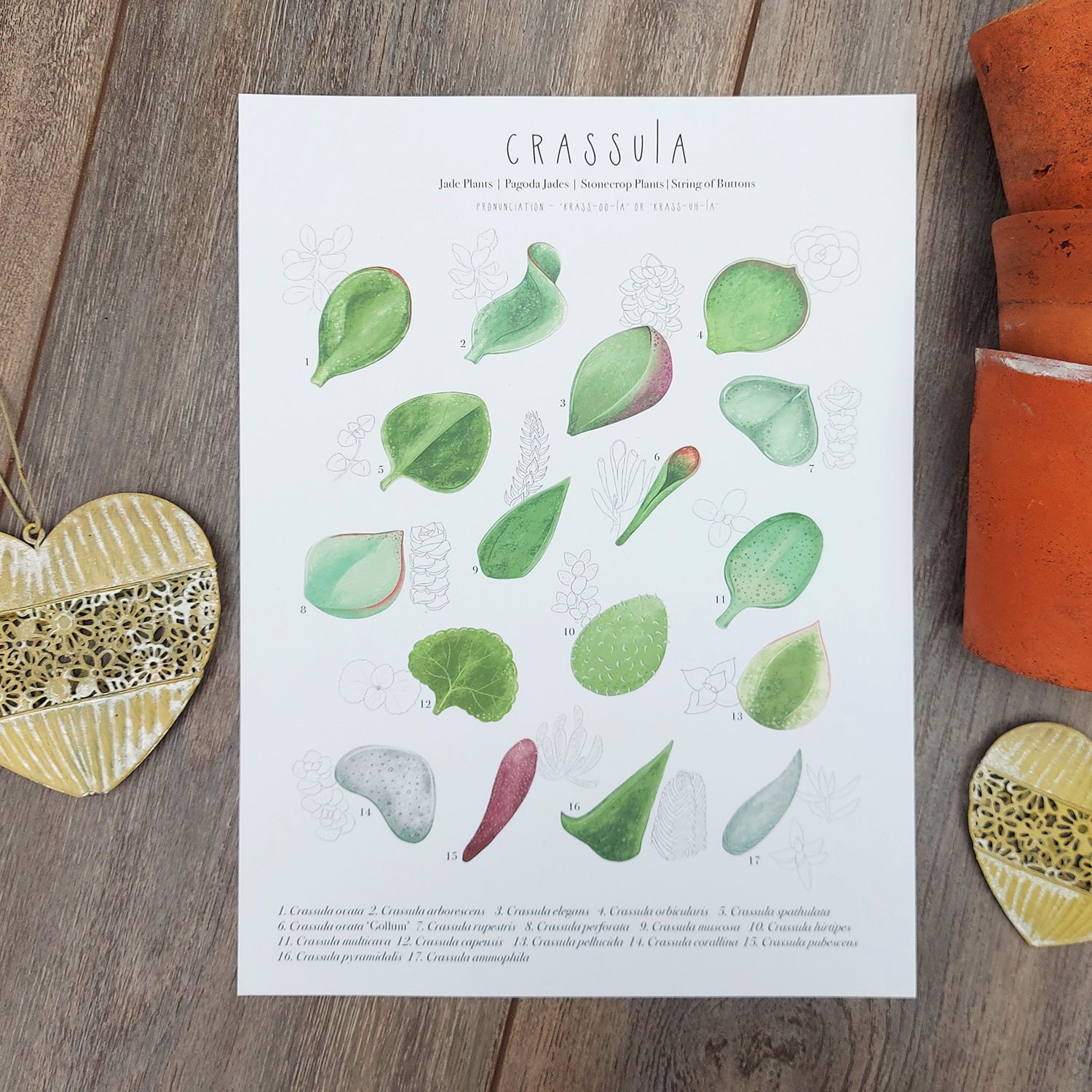 succulent cheat sheet Crassula Plant Identification Cheat Sheet – Talking of Plants
