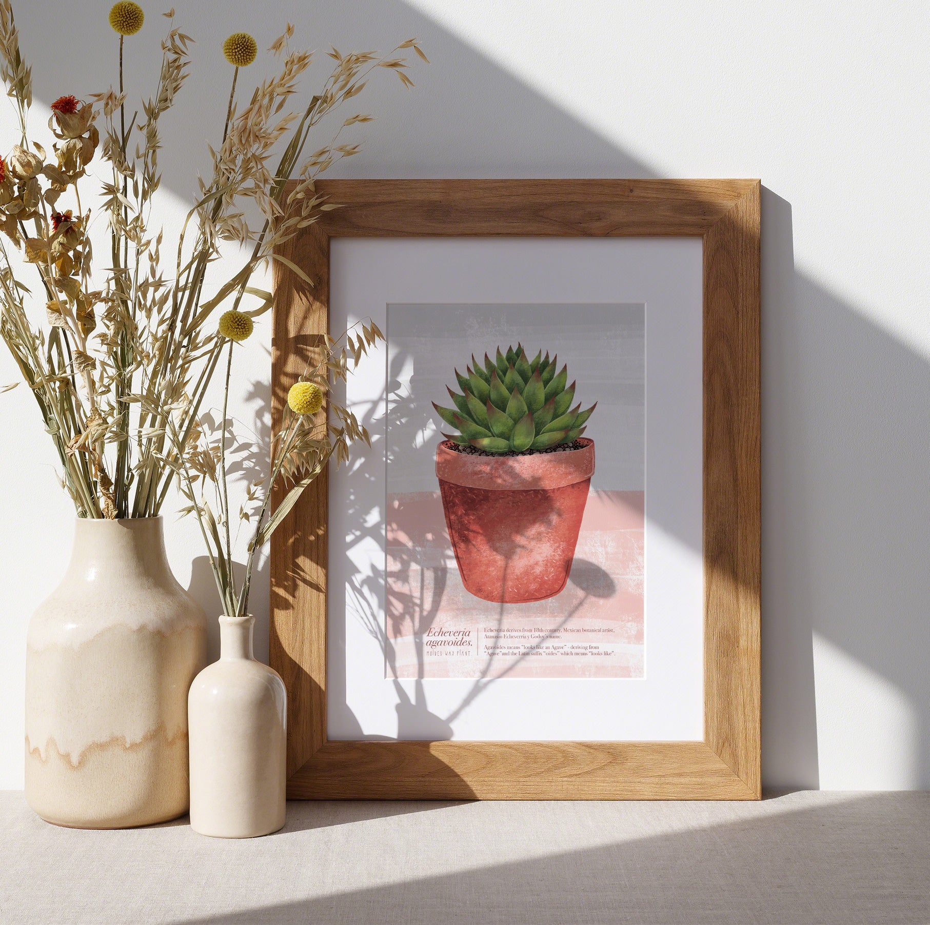 wax agave succulent Echeveria agavoides (Molded Wax Plant) Illustrated Print – Talking of Plants