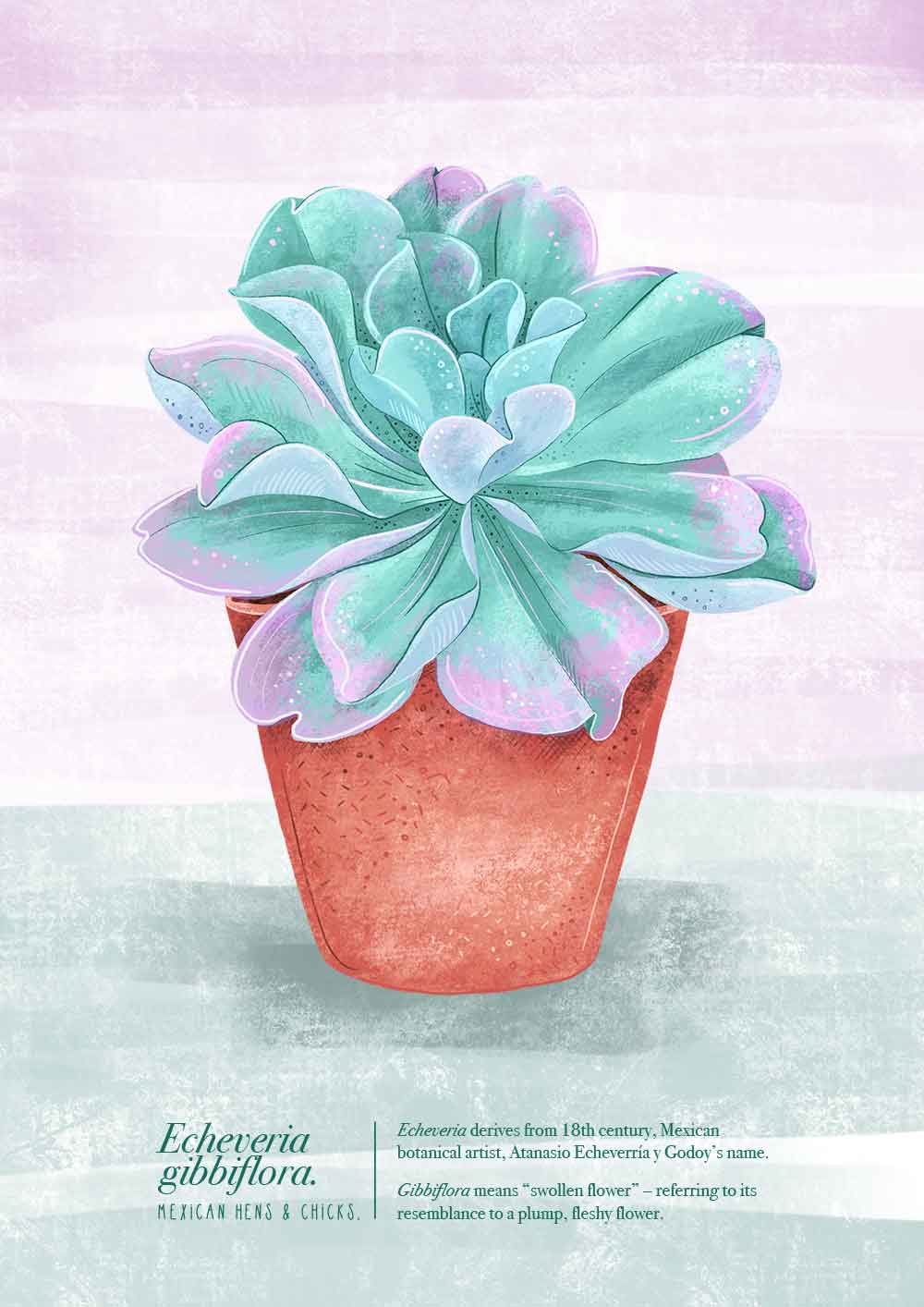 gibbiflora succulent Echeveria gibbiflora (Mexican Hens & Chicks) Illustrated Print – Talking of Plants