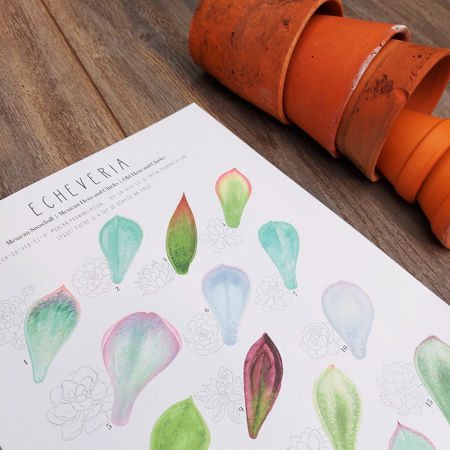 succulent identification book Echeveria Plant Identification Cheat Sheet – Talking of Plants