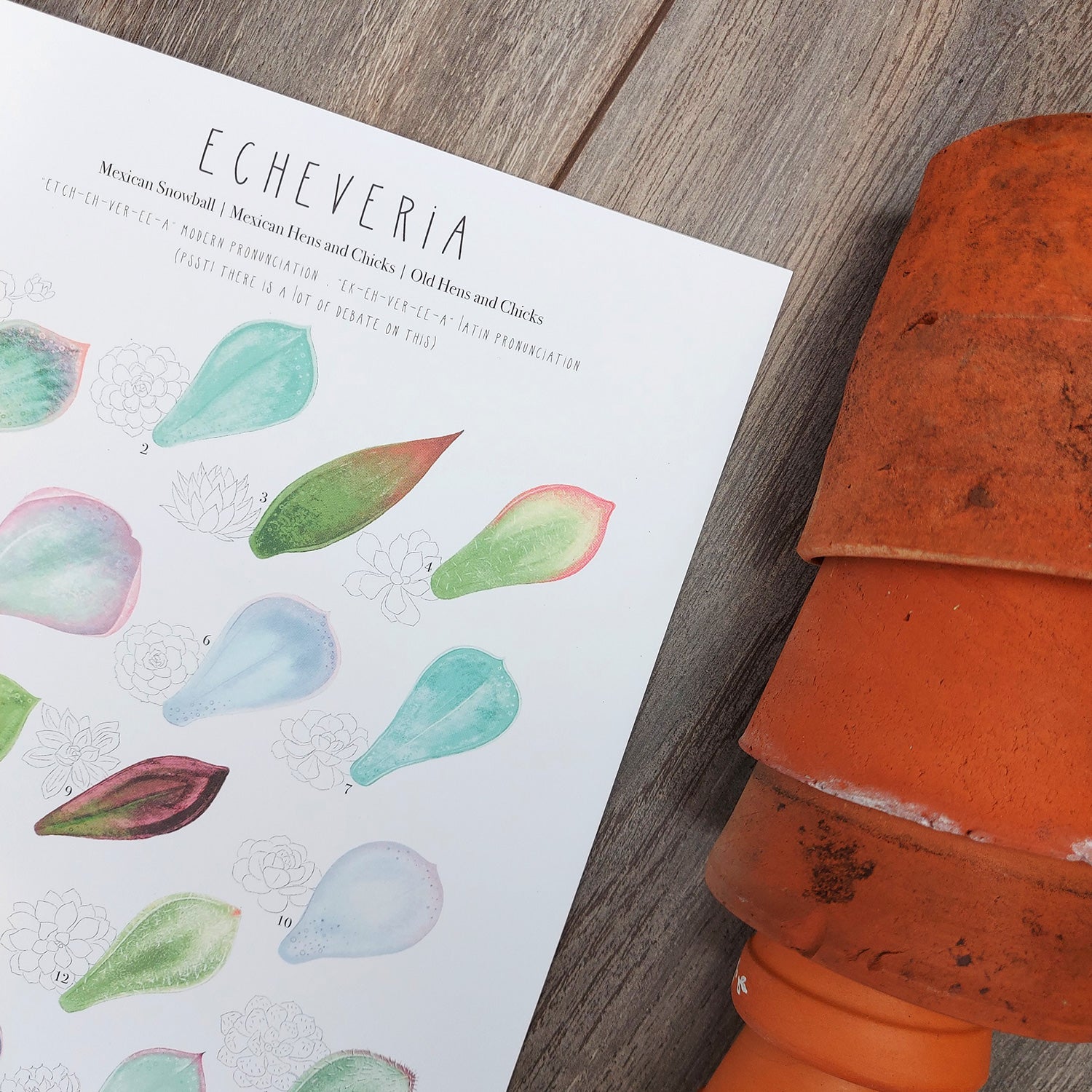 succulent identification book Echeveria Plant Identification Cheat Sheet – Talking of Plants