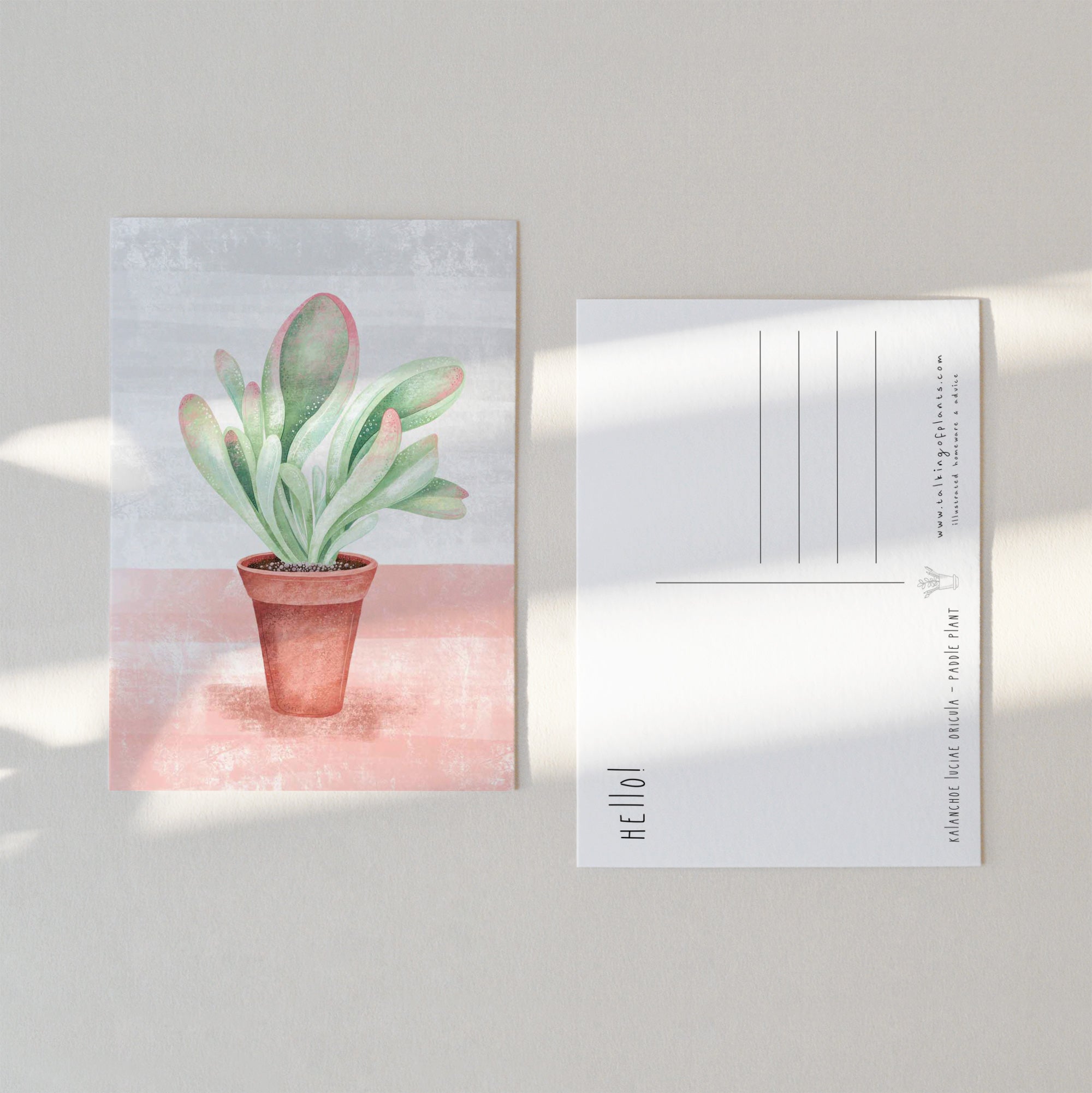 succulent postcards Set of 10 "Special Species" Plant Lovers Postcard Pack – Talking of Plants