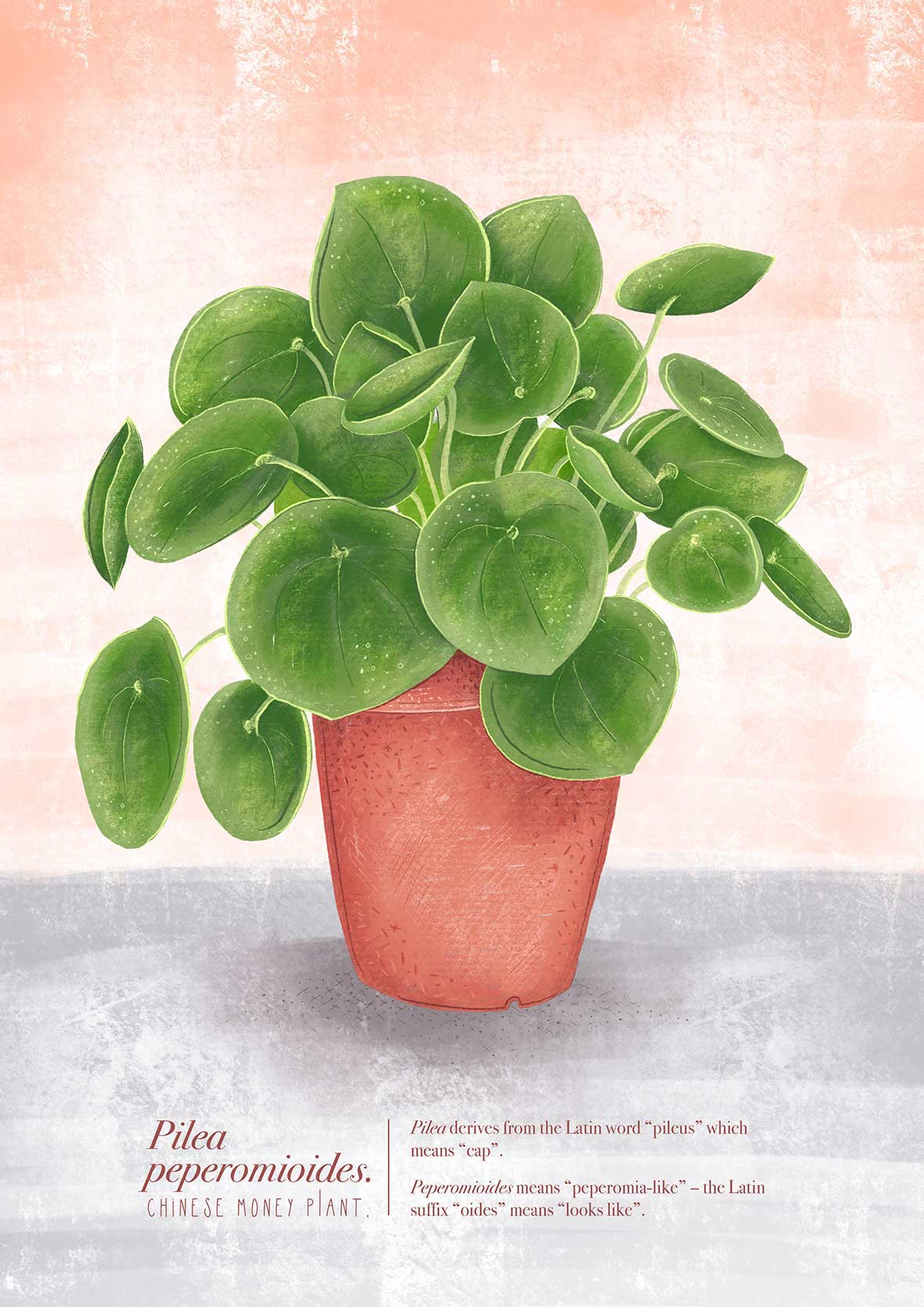 latin name for money plant Pilea Peperomioides (Chinese Money Plant) Illustrated Print