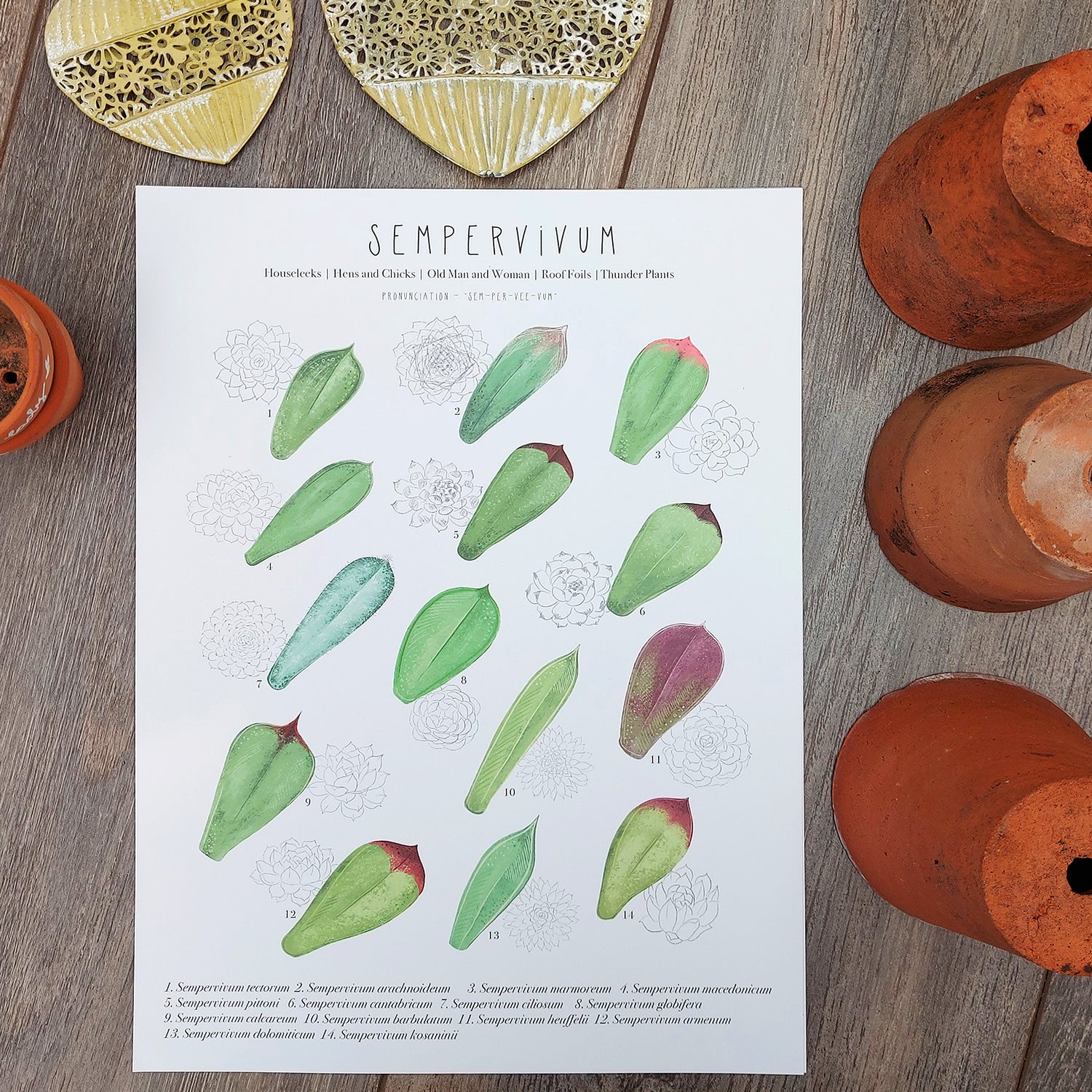 sempervivum succulent types Sempervivum Plant Identification Cheat Sheet