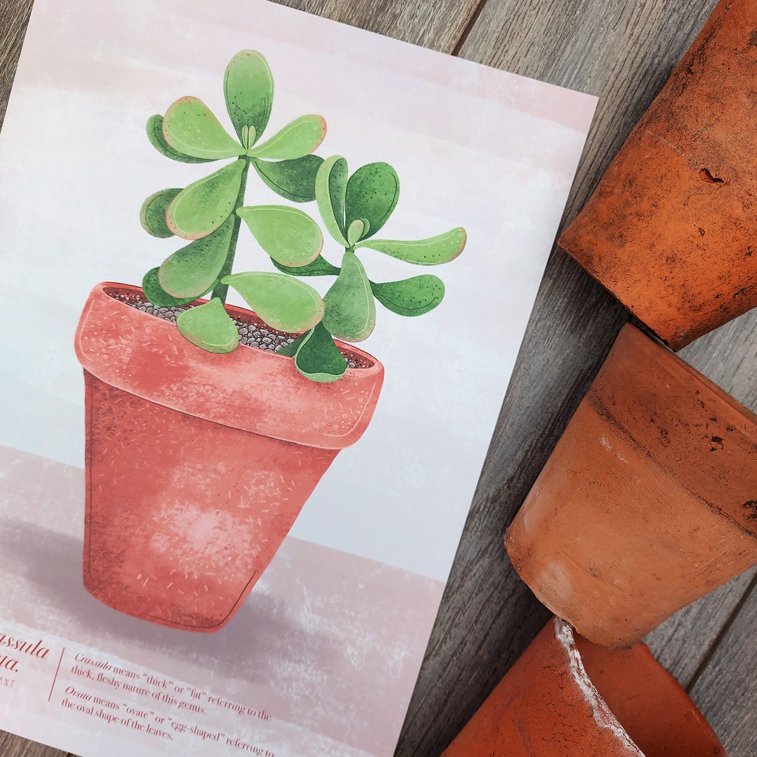 watercolor jade plant Crassula ovata (Jade Plant) Illustrated Print