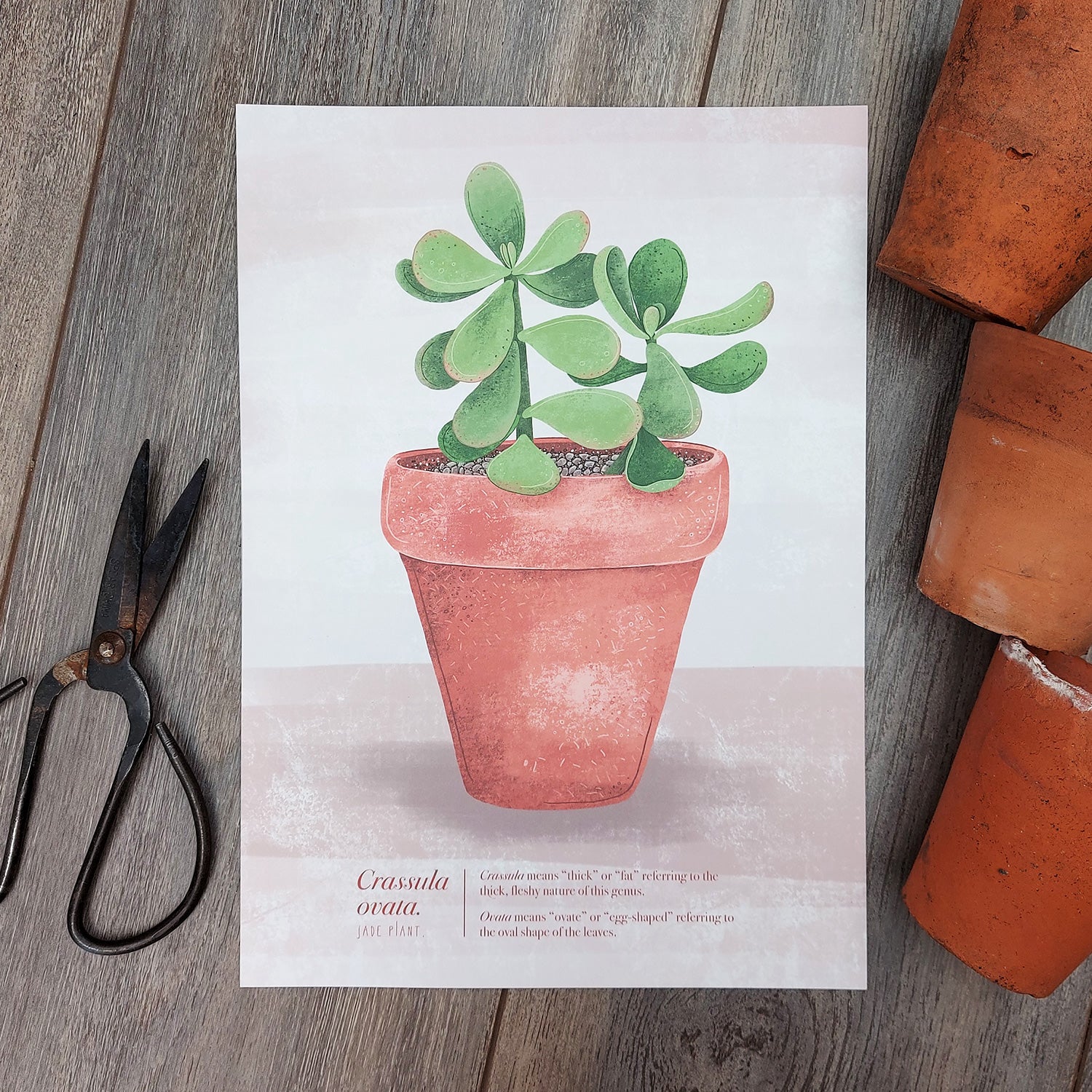 jade plant art Crassula ovata (Jade Plant) Illustrated Print – Talking of Plants