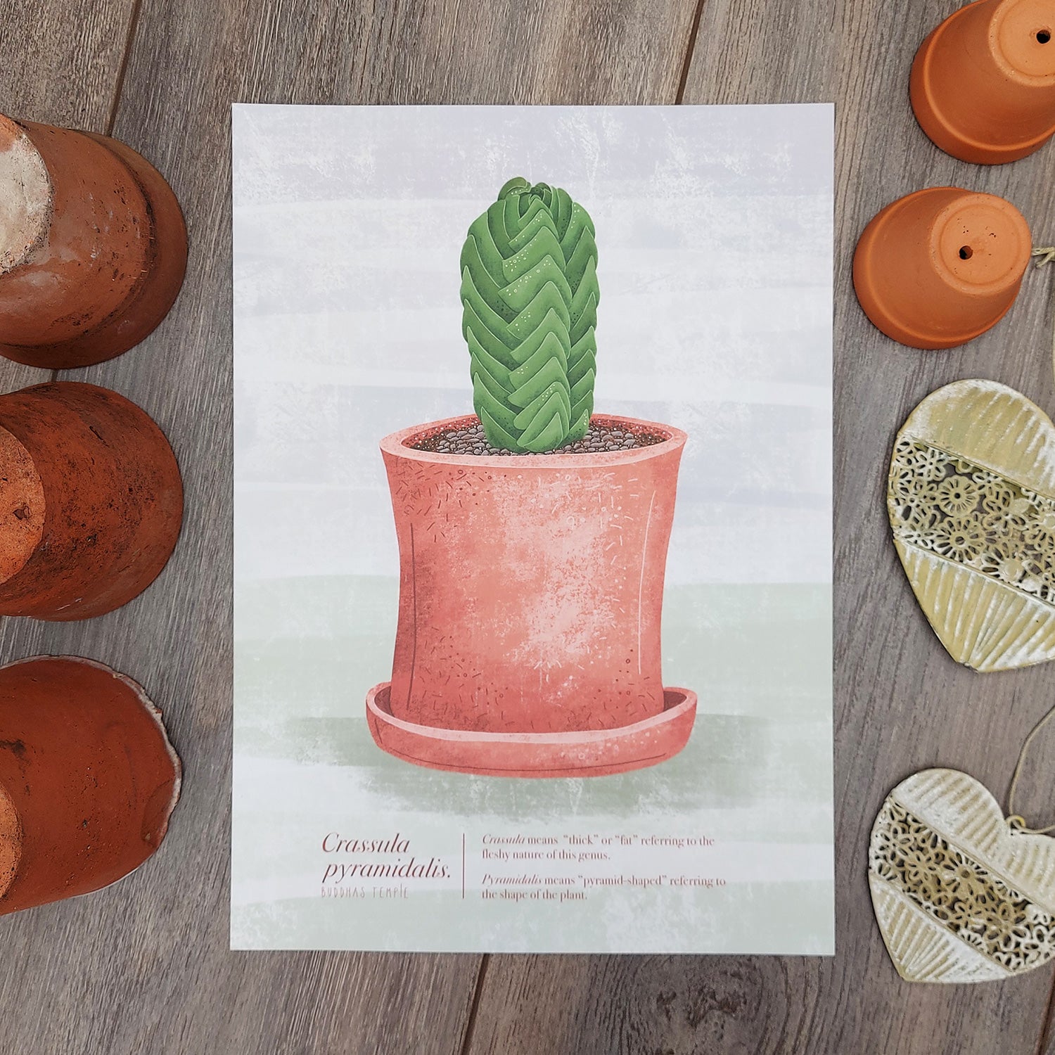pyramidalis succulent Crassula pyramidalis (Buddha's Temple Plant) Illustrated Print – Talking of Plants
