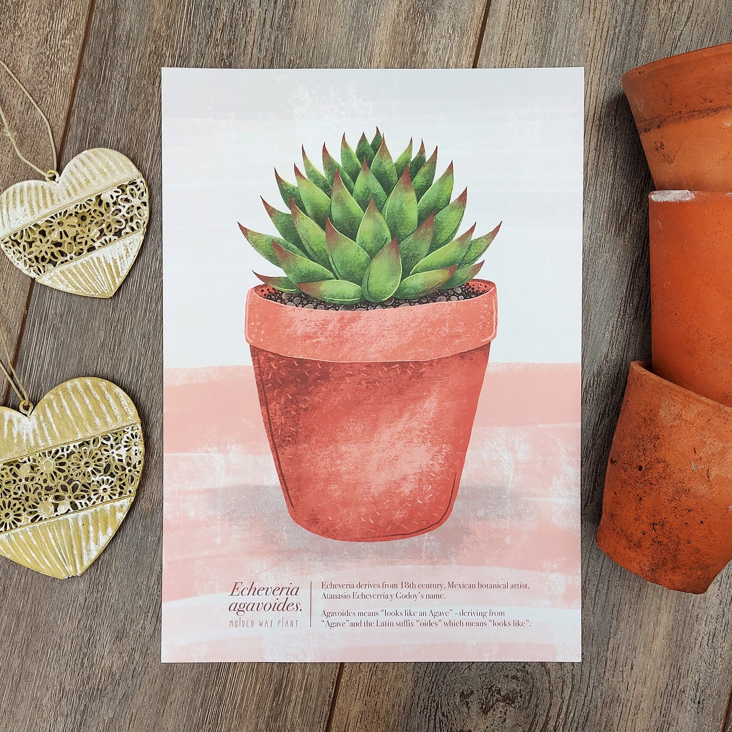 wax succulent Echeveria agavoides (Molded Wax Plant) Illustrated Print – Talking of Plants