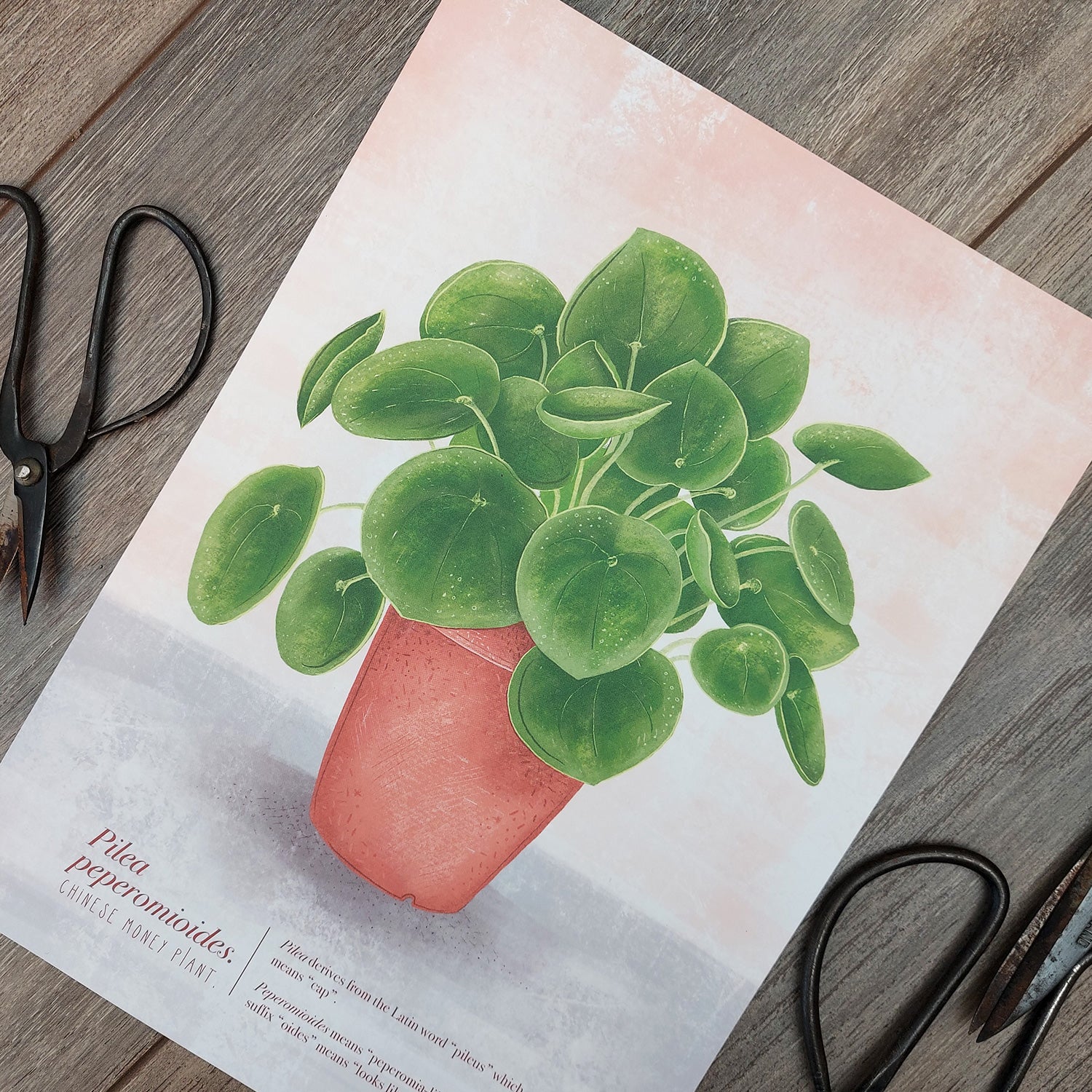 paper chinese money plant Pilea Peperomioides (Chinese Money Plant) Illustrated Print