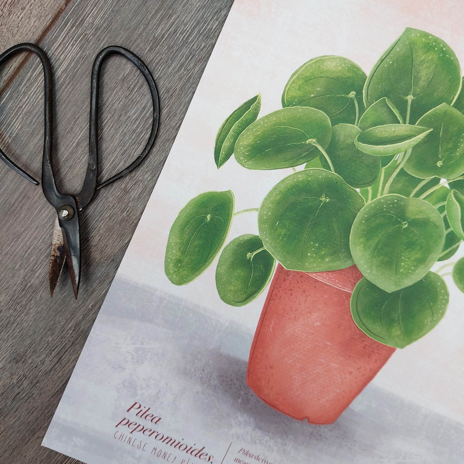 money plant art Pilea Peperomioides (Chinese Money Plant) Illustrated Print – Talking of Plants