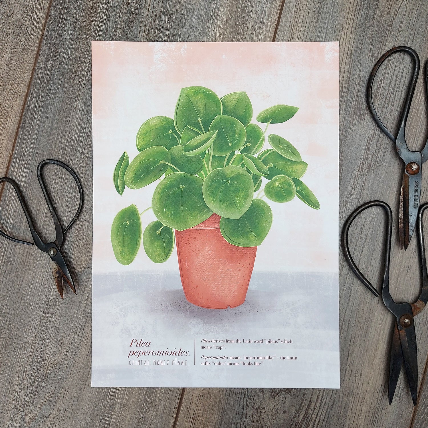 chinese money plant drawing Pilea Peperomioides (Chinese Money Plant) Illustrated Print